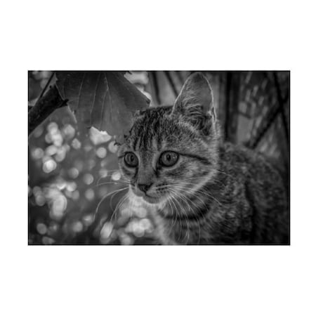 Anita Vincze 'Tabby Kitten Hiding In Garden' Canvas Art,12x19